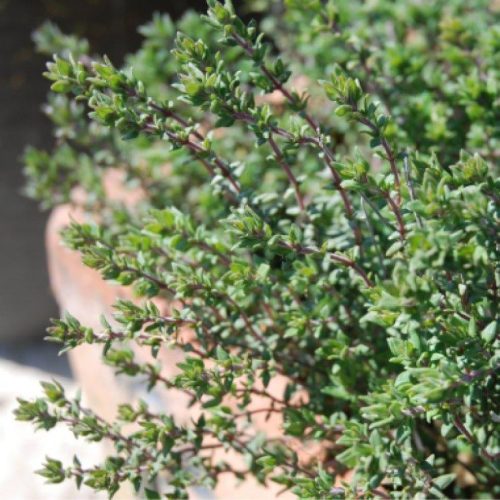 Organic Herb Thyme, Common Seeds