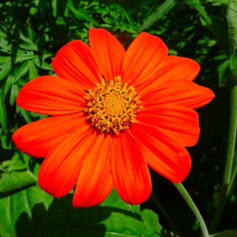 Organic Tithonia, Rotundifolia Seeds