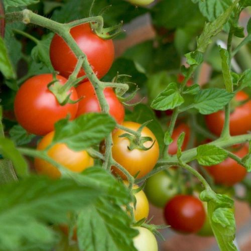 Organic Tomato Bartelly F1 Seeds