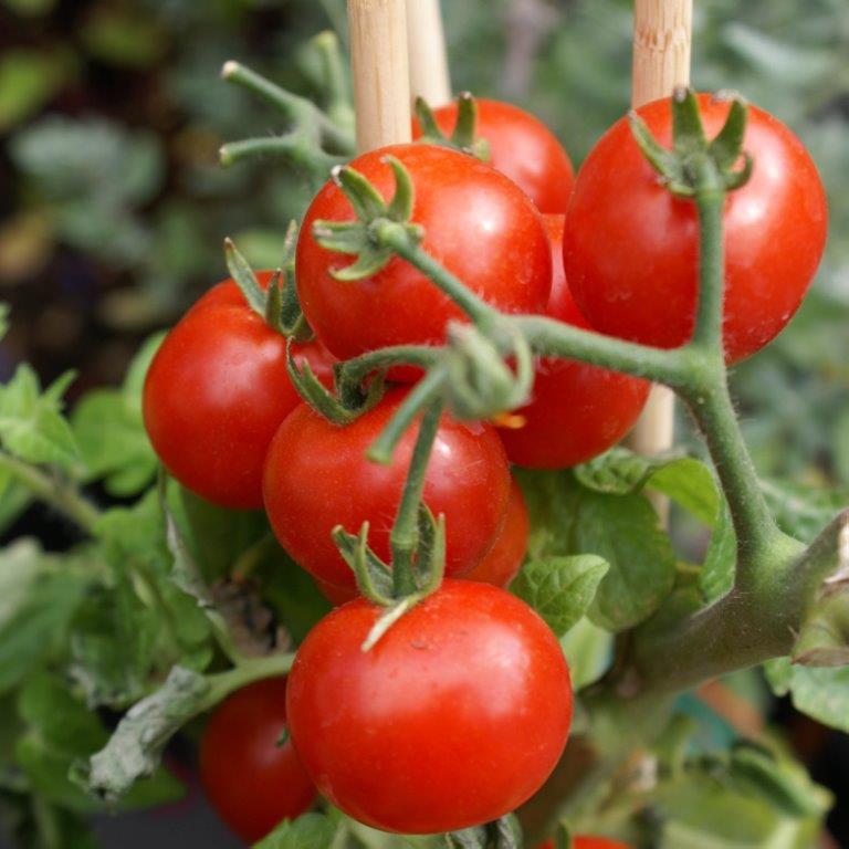Organic Tomato Cindel F1 Seeds