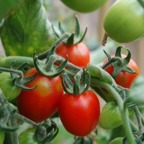 Organic Tomato Principe Borghese Seeds