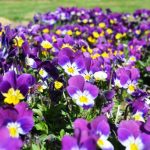 Organic Viola Tricolor Seeds