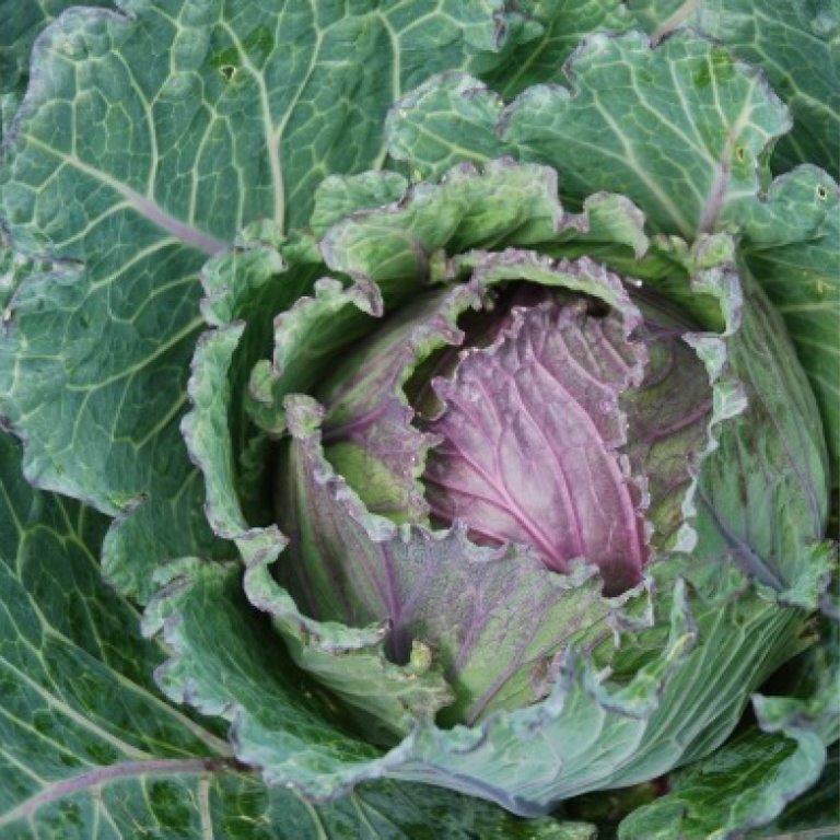 Organic Cabbage, Winter Deadon F1 Seeds