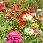 Organic Zinnia, Dwarf Mix Seeds