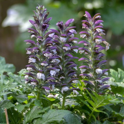 Eco-Friendly Plant Acanthus hungaricus