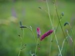 Eco-Friendly Plant Sanguisorba scapino