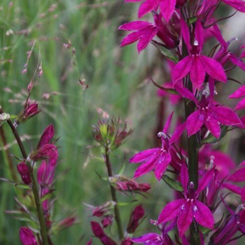 Eco-Friendly Plant Lobelia 'Tania'