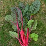 Organic Chard Rhubarb Seeds