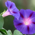 Organic Seed Ipomoea - Morning Glory