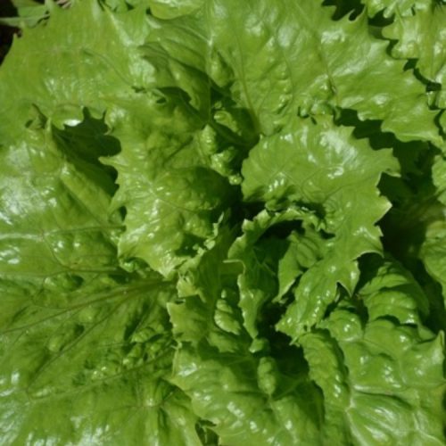 Organic Lettuce Crisphead Regina di Ghiacci Seeds