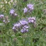 Organic Phacelia Seeds