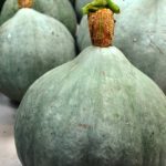 Organic Squash Blue Ballet Seeds