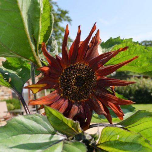 Organic Seed Sunflower Velvet Queen