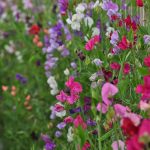 Organic Sweet Pea - Lathyrus Seeds