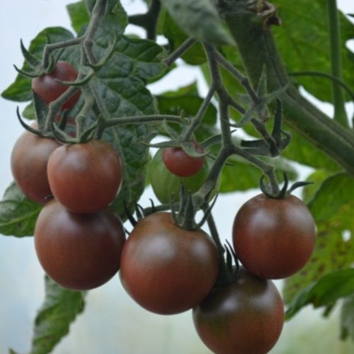 Organic Tomato Black Cherry Seeds