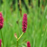 Eco-Friendly Plant Persicaria miletti