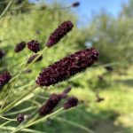 Eco-Friendly Plant Sanguisorba 'Midnight Child'