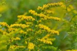 Organic Solidago canadensis 'Goldkind'