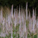 Eco-Friendly Plant Veronicastrum virginicum Pink Glow