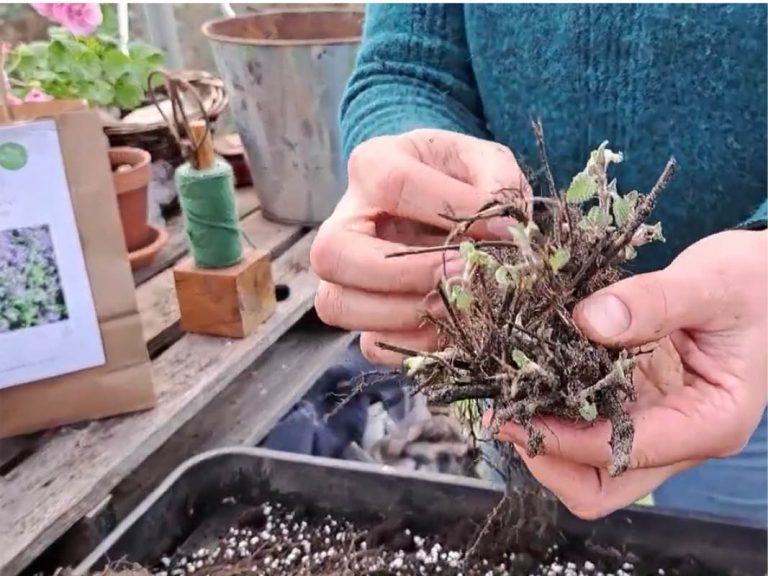 How to plant eco-friendly bare root plants