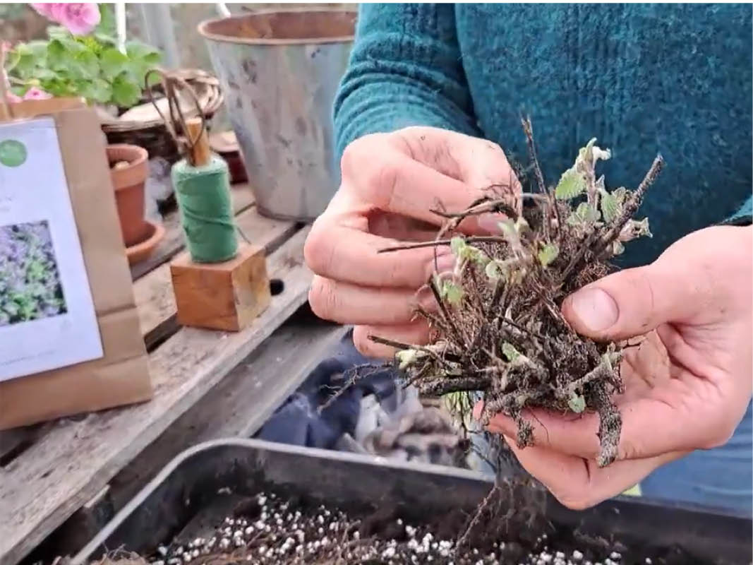 How to Plant Eryngium Roots: A Comprehensive Guide