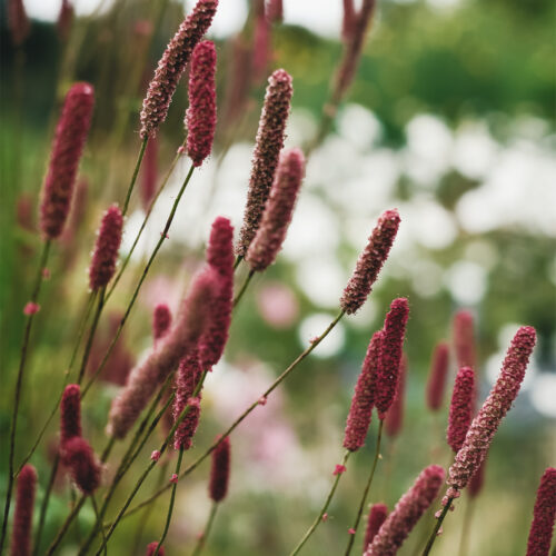 Sanguisorba Scapino