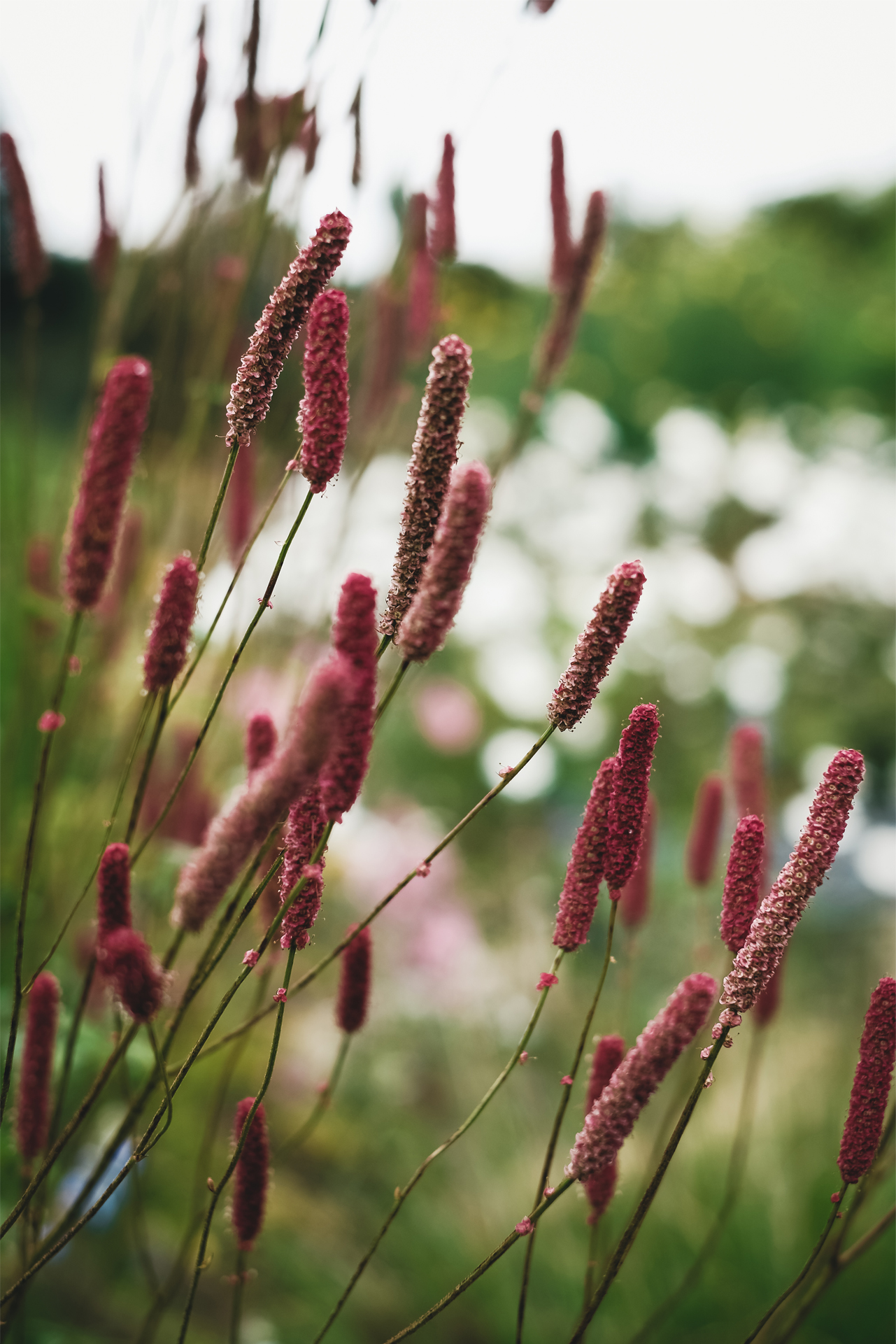 Sanguisorba Scapino
