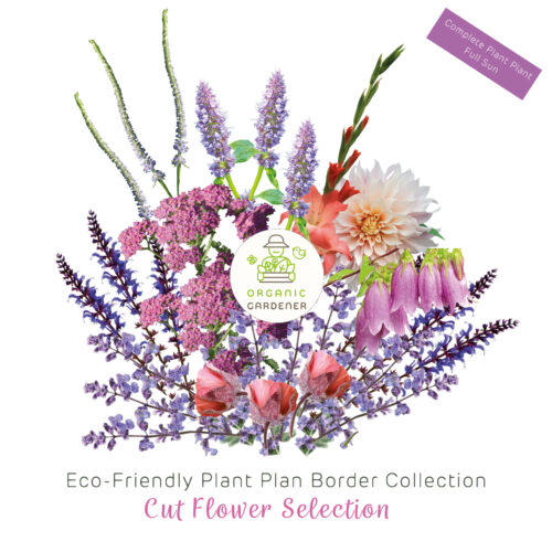 Eco-Friendly Bare Root Flower Border Collection - Cut Flower Selection