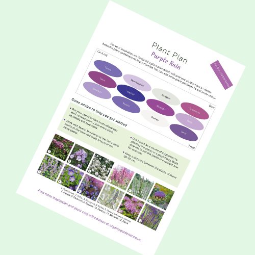 Eco-Friendly Bare Root Plant Plan Purple Rain