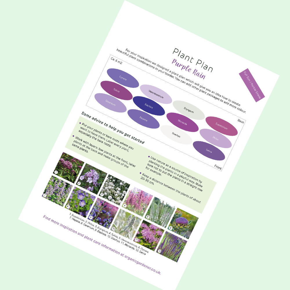 Purple Rain Bare Root Plant Collection (6 m2) - Organic Gardener