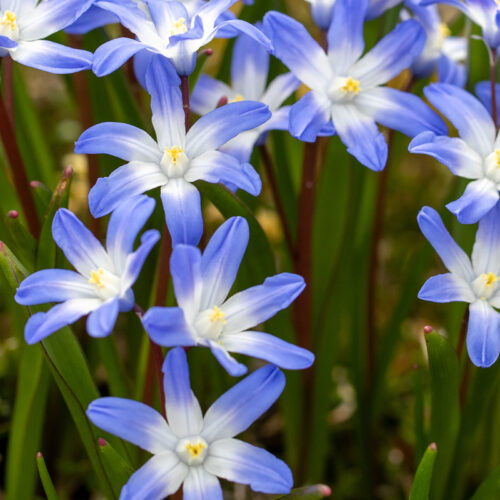 Organic Chionodoxa forbesii 'Blue Giant'