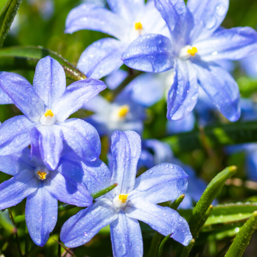 Organic Chionodoxa luciliae