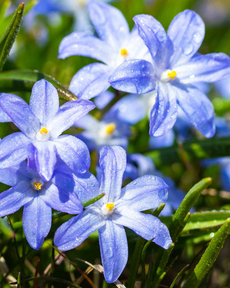 Organic Chionodoxa luciliae