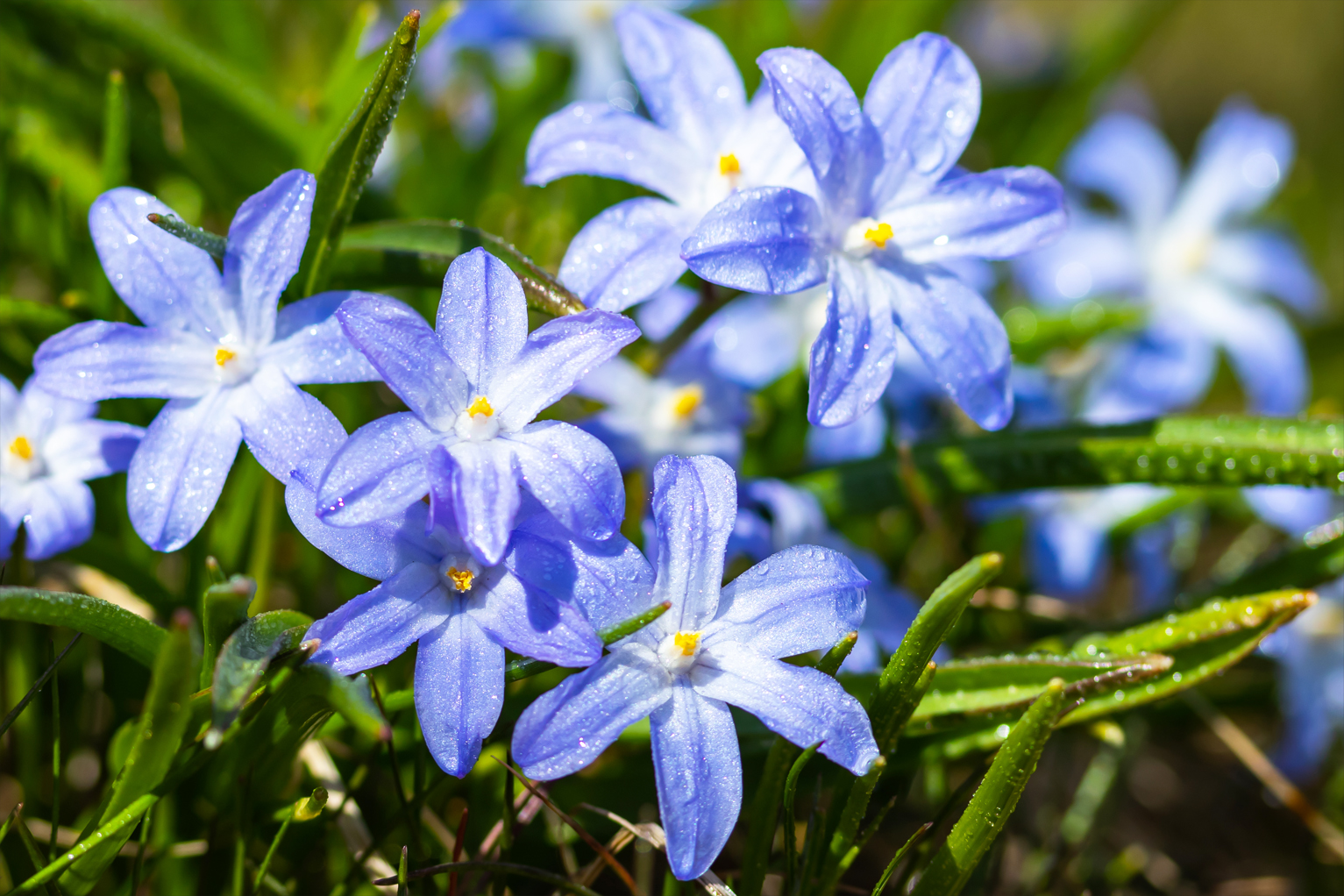 Organic Chionodoxa luciliae - Image 3