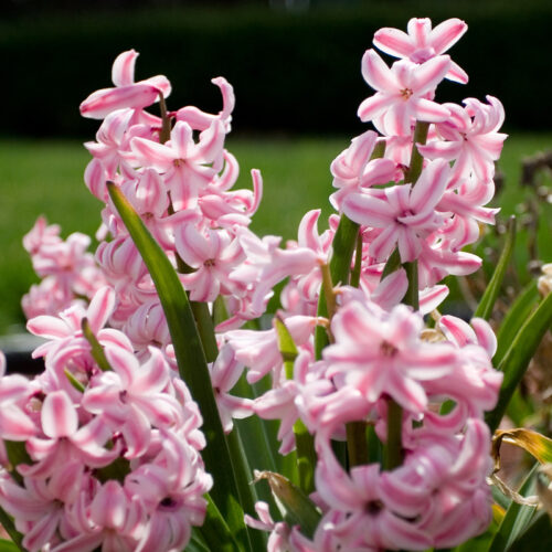 Organic Hyacinthus orientalis 'Fondant'