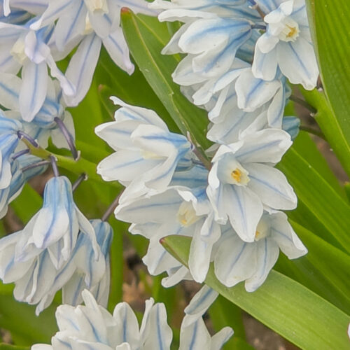 Organic Puschkinia scilloides var. libanotica