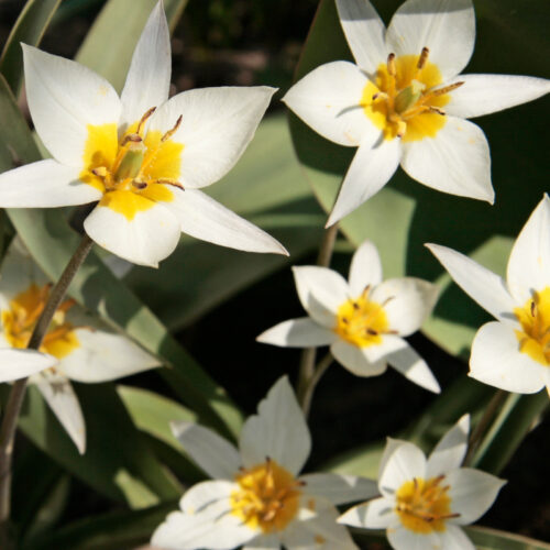 Organic Tulip Turkestanica