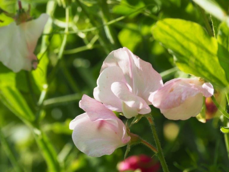 Organic Lathyrus odoratus - Sweet Pea