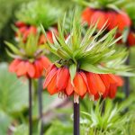 Organic Fritillaria (Fritillary) Rubra