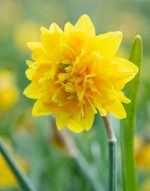 Organic Narcissus 'Tete Rosette'