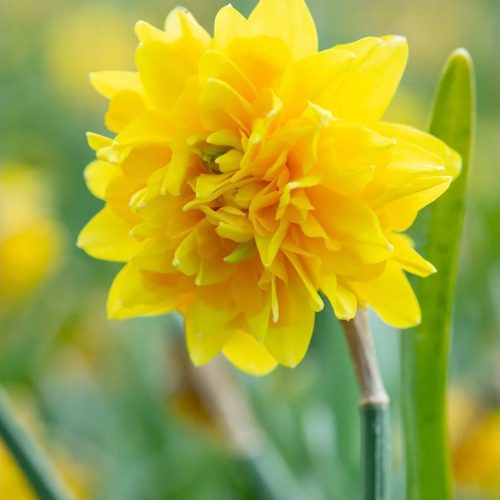 Organic Narcissus 'Tete Rosette'