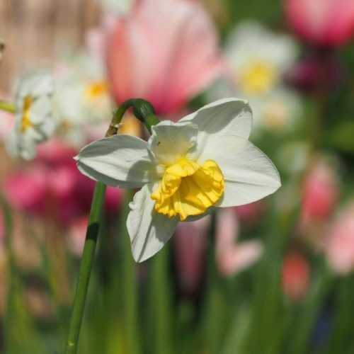 Organic Spring Flower Bulbs