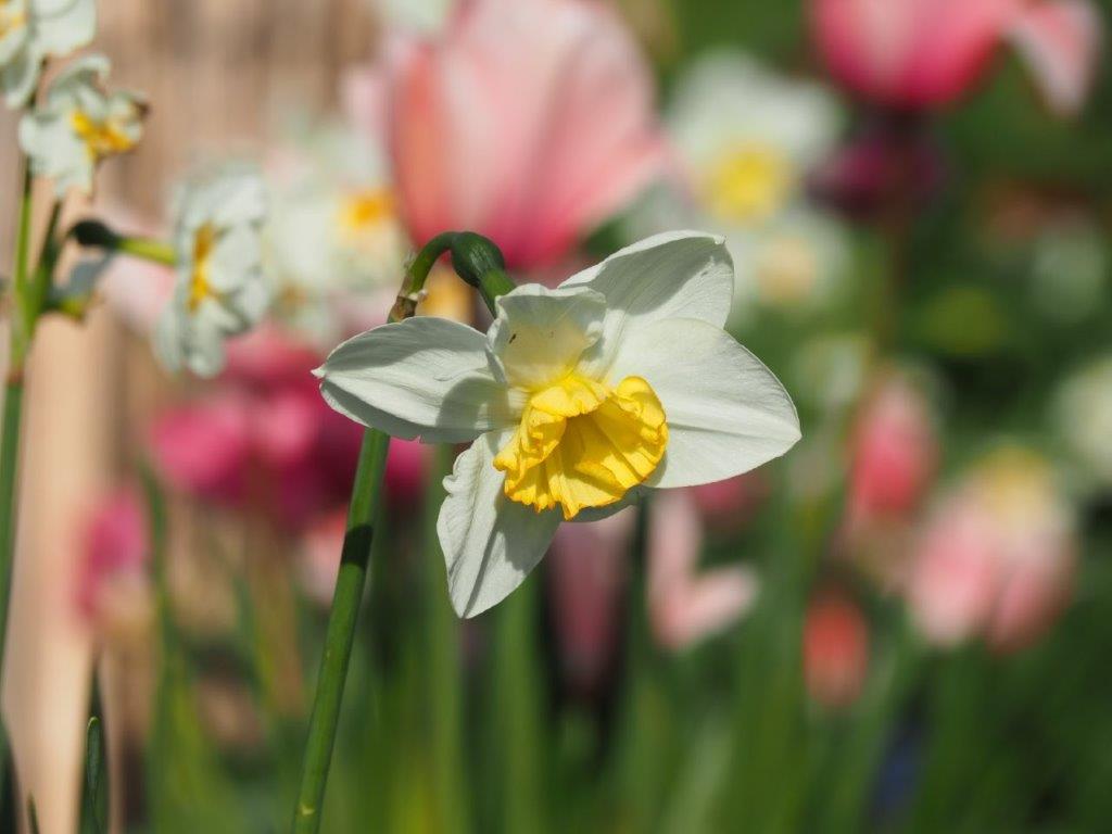 Organic spring flower bulbs