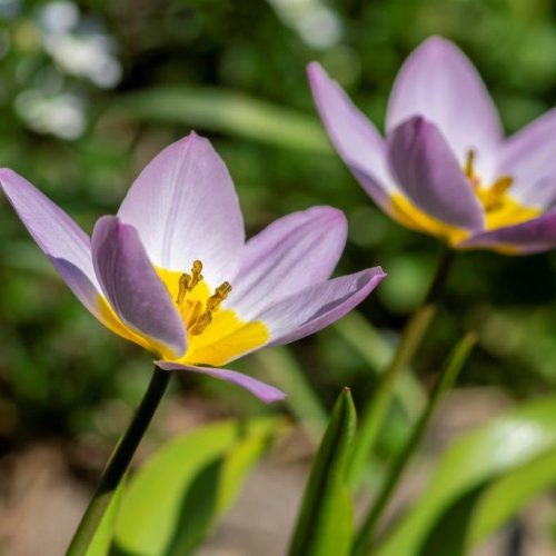 Organic Tulipa saxatilis