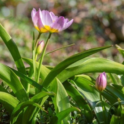 Organic Tulipa saxatilis