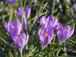 Organic Crocus tommasinianus 'Barr's Purple'