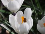 Organic Crocus vernus 'Jeanne d'Arc'