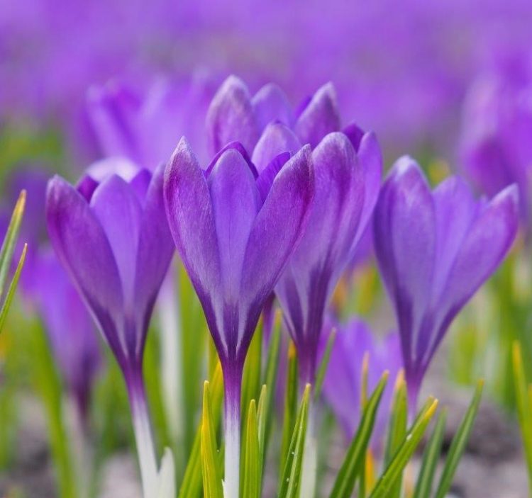 Organic Crocus tommasinianus 'Ruby Giant'