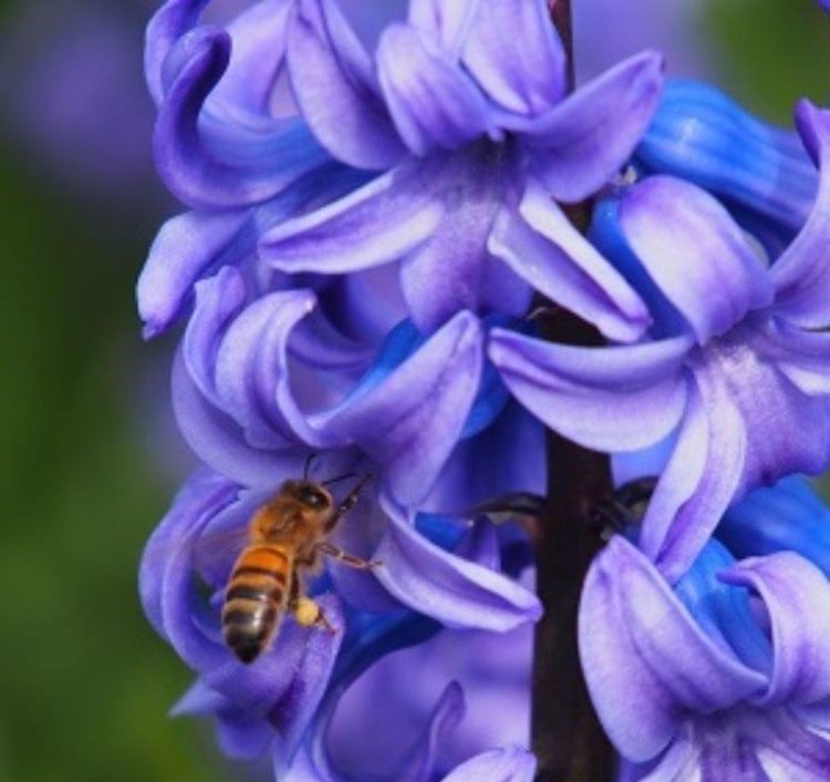 Organic Hyacinthus orientalis 'Delft Blue'