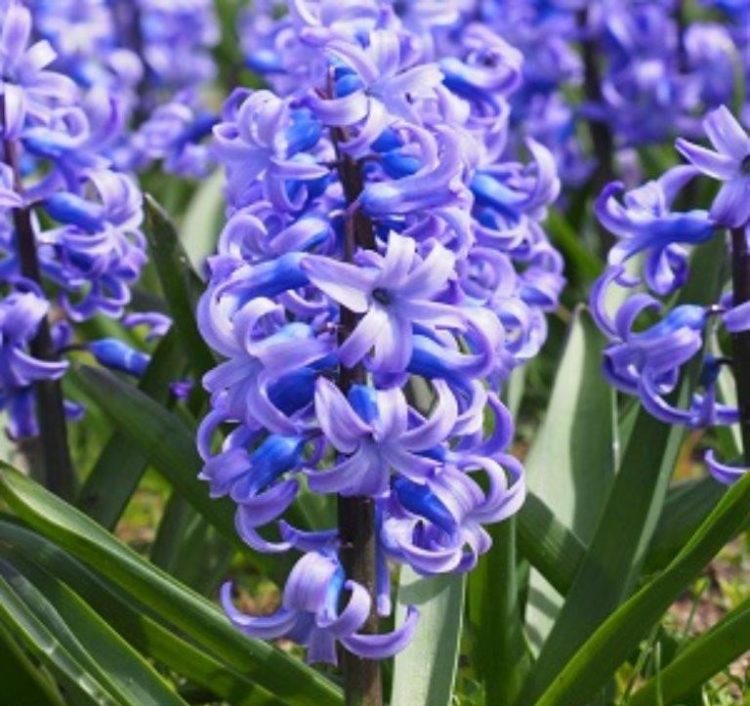 Organic Hyacinthus orientalis 'Delft Blue'